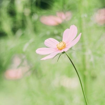 我科学家提出四倍体野生水稻快速驯化新路线