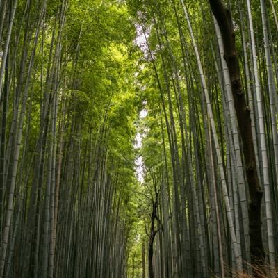 陈志坚获拉斯克奖，成为继屠呦呦、卢煜明之后又一位华人获奖者，解开了DNA刺激免疫和炎症反应之谜